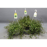 Muhlehlenbeckia Wolkje Ø22 cm 35 cm