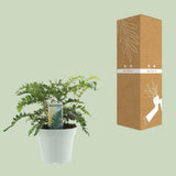 Polystichum Polyblepharum Jade - Ø17cm - ↕35cm