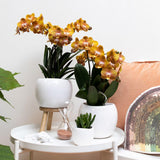 Orchidée Phalaenopsis orange en pot 12 cm