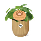 Plante artificielle Pilea peperomioides 12 cm