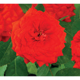 Rosa 'Superb Queen' +3.0 Étiquette - Ø15cm - ↕65cm
