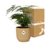 Asparagus setaceus en pot 14 cm elho jaune