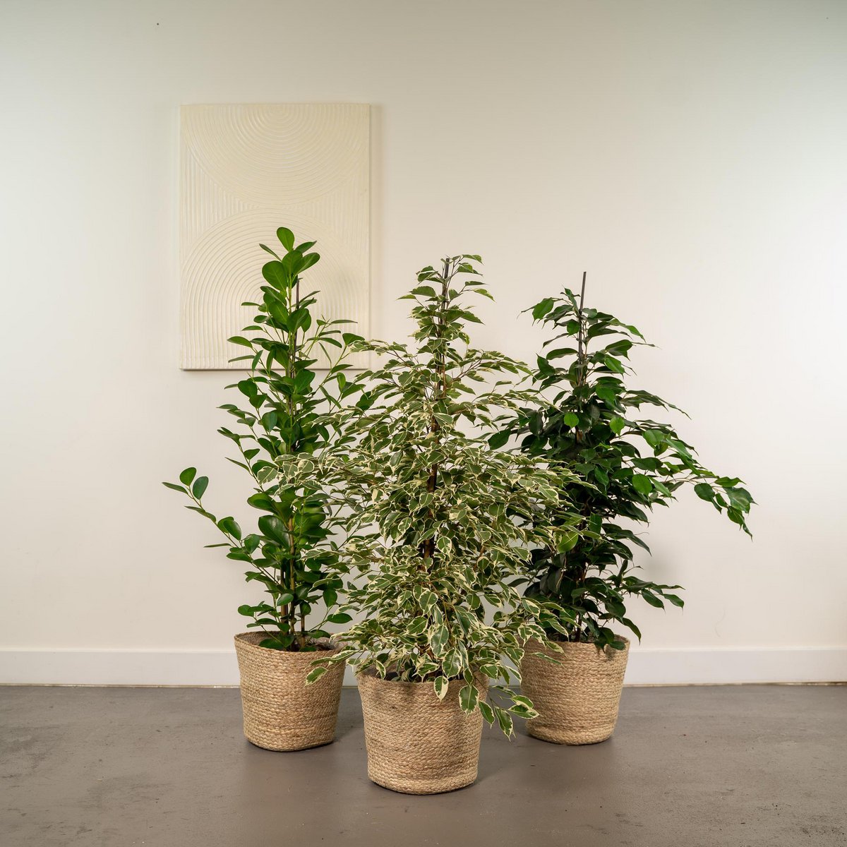 Lot de 4 ficus d'intérieur