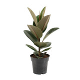 Ficus Elastic robuste - Ø17cm - ↕55cm