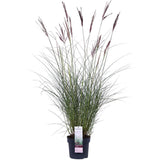 Miscanthus sinensis Ferner Osten - Ø19 - ↨50cm