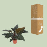 Plante Philodendron Congo diamètre 27 cm hauteur 80 cm