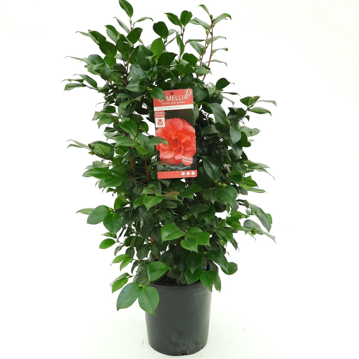 Image de diapositive