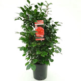 Camellia jap. 'Lady Campbell' - Ø26cm - ↕55cm - Ø29 - ↨90cm