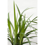 Carex Morrowii Irish Green dans un jardin ensoleillé