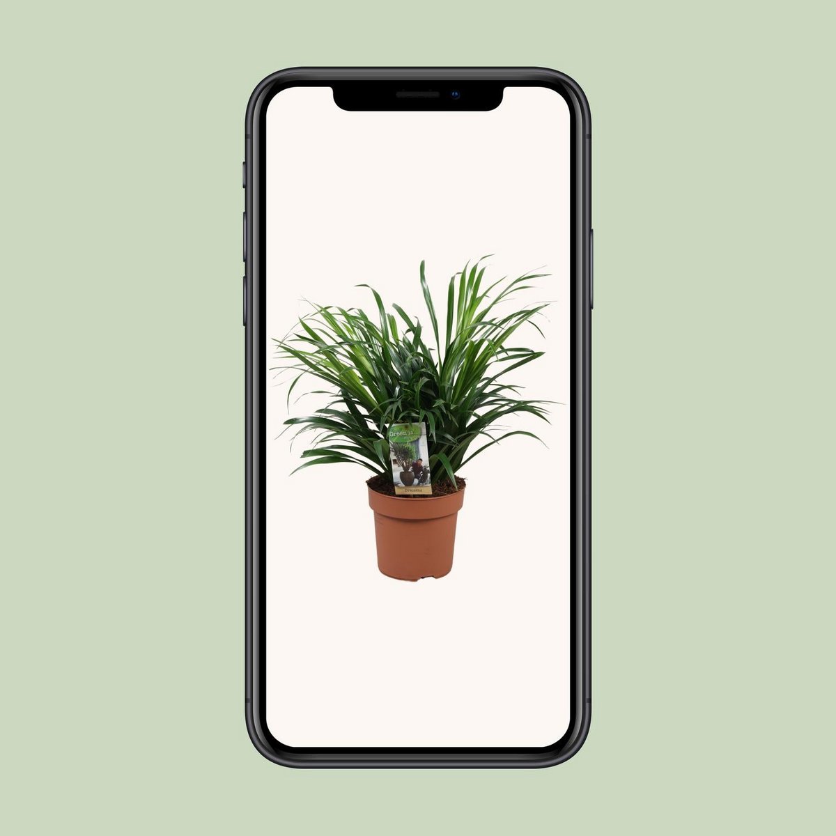 Dracaena Anita - Plante d'intérieur élégante avec feuilles vertes vibrantes