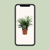 Dracaena Anita - Plante d'intérieur élégante avec feuilles vertes vibrantes