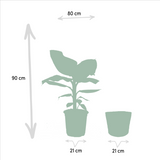 Plante musa dwarf cavendish bananier nain Ø21 cm 90 cm