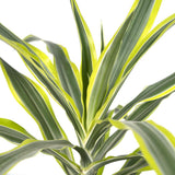 Dracaena Fragrans Citron Lime - Dragonnier - Ø17cm - ↕40cm