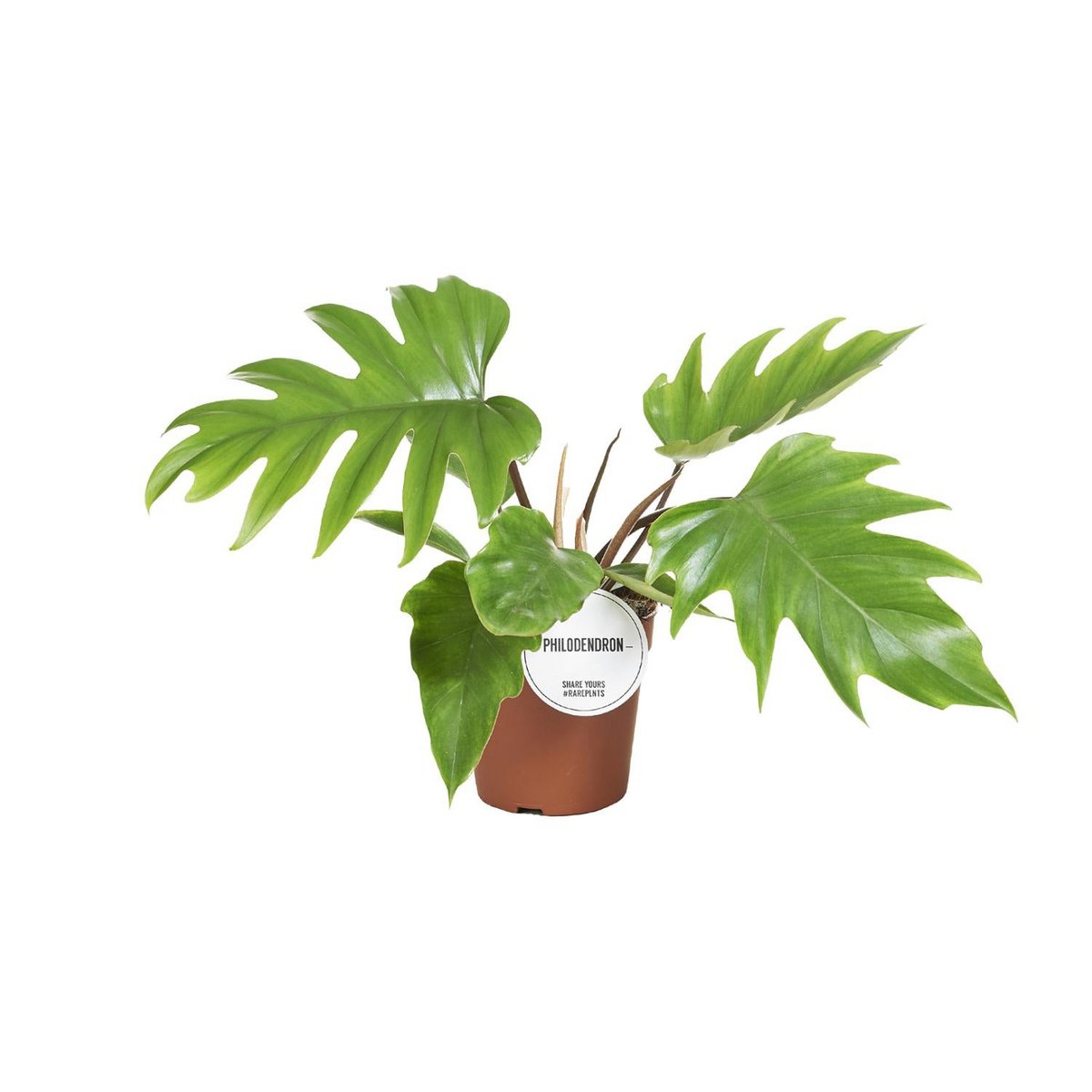 Philodendron Mayoi - Plante d'intérieur avec feuilles luxuriantes