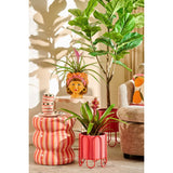 Ficus Lyrata en extérieur sous le soleil