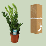 Zamioculcas zamiifolia - Ø17cm - ↕65cm