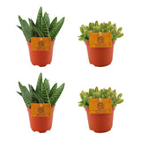 2x Aloe Paradisicum + 2x Hylocereus Undatus - 4 pièces - Ø10,5cm - ↕10cm