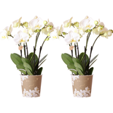 Lot de 2 orchidées Phalaenopsis blanches en pot Ø12 cm