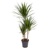 Dracaena Marginata Magenta - Ø21cm - ↕110cm