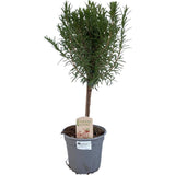Rosmarinus. "Sur stam" - Ø14cm - ↕45cm