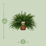 Nephrolepis Lady verte en pot Ø19 cm