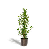 Le fichier Microcarpa Monclam - ↨95cm - Ø21cm + Pot Idk Lead