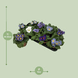 Plante Primula Acaulis bleue éclatante
