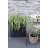 Carex Hachijoensis Evergold - Ø19cm - ↕40cm - Ø14 - ↨30cm