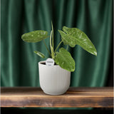 Philodendron Jose Buono sur une étagère décorative