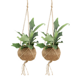 2x Kokodama Platycerium Hang - Hertshoornvaren - 35 cm - Ø15
