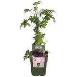 Rubus fruticosus 'Empless Evergreen' - Braam sans épine - Ø13cm - ↕45cm