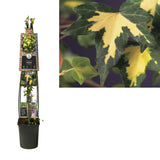 Hedera H. 'Goldheart' +3.0 Étiquette - Ø23cm - ↕115cm
