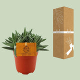 Crassula telli - Ø11cm - ↕15cm