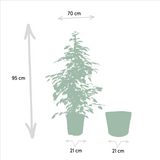 Ficus Benjamina Goldenking sur un fond lumineux