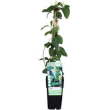 Plante lonicera japonica halliana grimpante Ø15 cm 65 cm