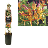Lonicera Heckrottii 'American Beauty' +3.0 Label - Ø17cm - ↕75cm