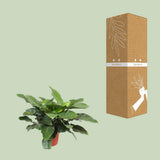 Philodendron Imperial vert Ø34 cm hauteur 90 cm