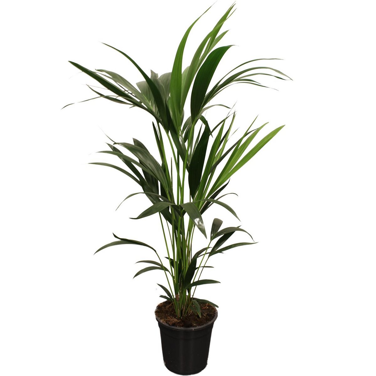 Howea Forstesiana Kentia - Plante élégante de 100-120 cm