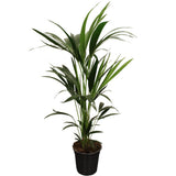 Howea Forstesiana Kentia - Plante élégante de 100-120 cm