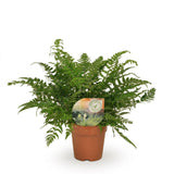 Polystichum Tsussimense / Athyrium en pot de 12 cm, plante d'intérieur luxuriante