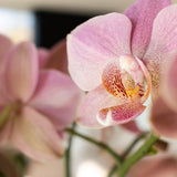 Orchidée Treviso rose avec pot Ø9 cm