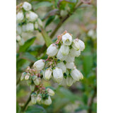 Vaccinium CoryMbosum 'Reka' - Blauwe Bes - Ø13cm - ↕45cm