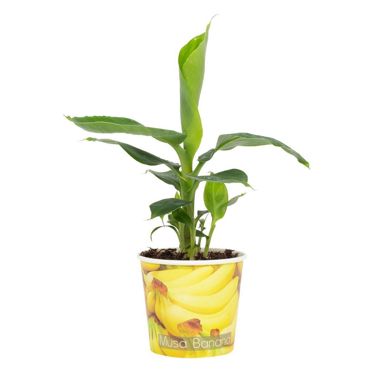 Musa Tropicana - Vase Beker Banaan de 12cm, élégant et naturel