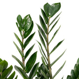 Zamioculcas Zamiifolia - Palmier émeraude - Ø14cm - ↕50cm