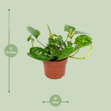 Plante Epipremnum Hawaiian en pot Ø12 cm 15 cm