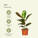 Coffret surprise - 10 plantes d'intérieur diverses - Ø12cm - ↕35cm
