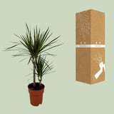 Dracaena margina bicolor - Ø19cm - ↕70cm