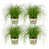 Cyperus Alternifolius - 4 pièces - ø12cm - ↕20cm