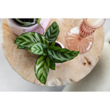 Plante Calathea verte d'intérieur en pot Ø9 cm