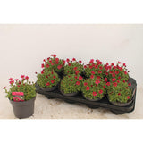 Saxifraga alpine rose dans un pot de 13 cm, fleurs délicates et feuillage luxuriant.